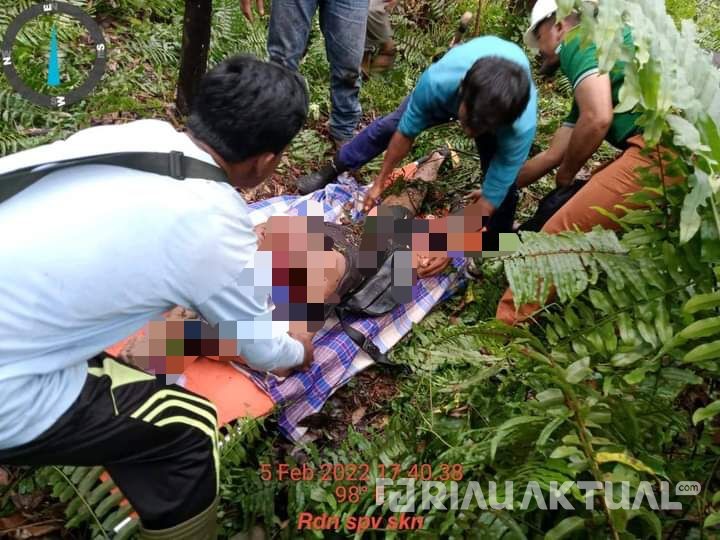 Diterkam Harimau, Penebang Kayu di Inhil Ditemukan Tewas Mengenaskan