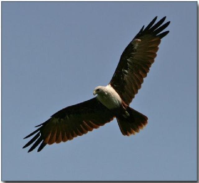 CPI Lepas Se Ekor Elang Brontok Di Desa Buluh Cina