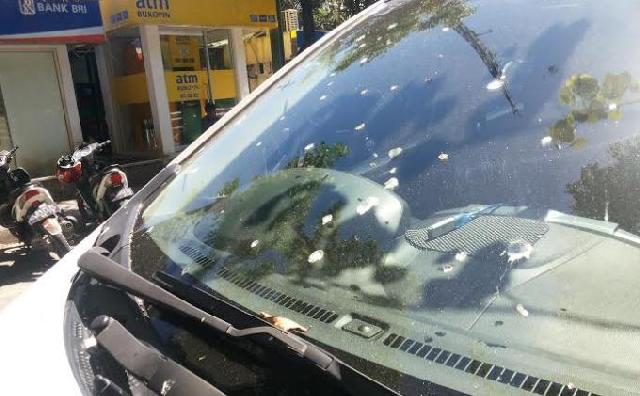 Jangan Biarkan Kotoran Burung Mengeras di Bodi Mobil
