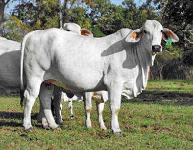 Dinas Pertanian Pekanbaru Jamin Stok Sapi untuk Bulan Puasa dan Lebaran Aman