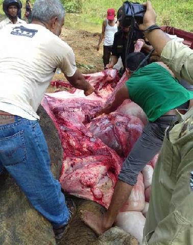 Gajah Betina Liar Tewas di Embung Air HTI PT Arara Abadi
