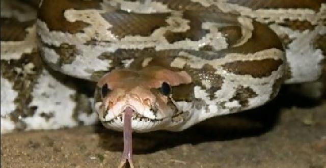 Warga di Inhu tewas dililit ular sepanjang 6 meter