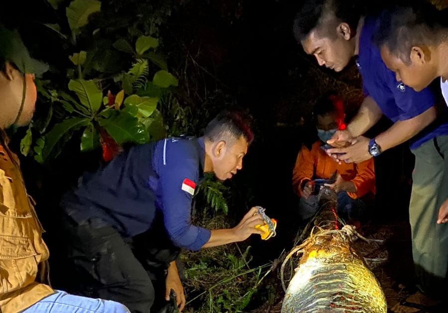 Tubuh Membengkak, Buaya Sinyulong Mati di Perkebunan PT CAS Pelalawan