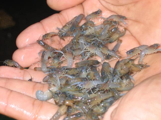 Benih Lobster senilai Rp 1,6 miliar gagal diselundupkan ke Singapura