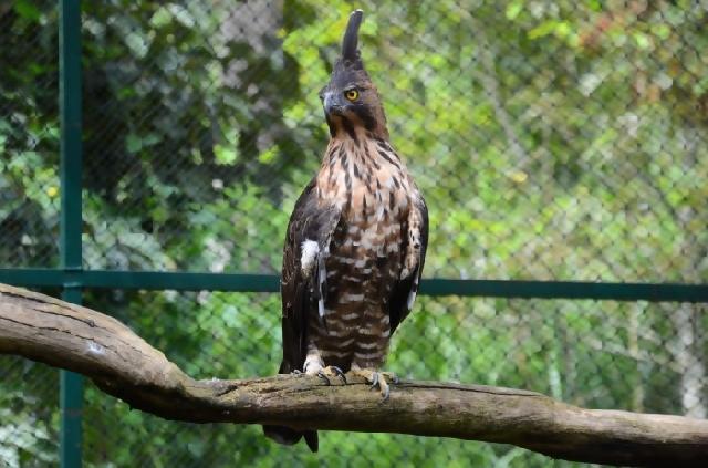 Elang jawa dilepasliarkan di Patenggang