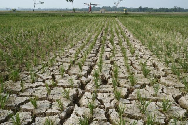 Dilanda Kemarau, Petani Padi Kuansing Terancam Gagal Panen