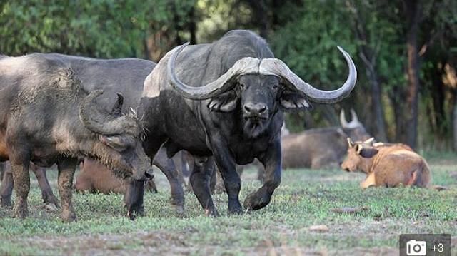 Horizon, nama kerbau yang berada di Afrika Selatan ini