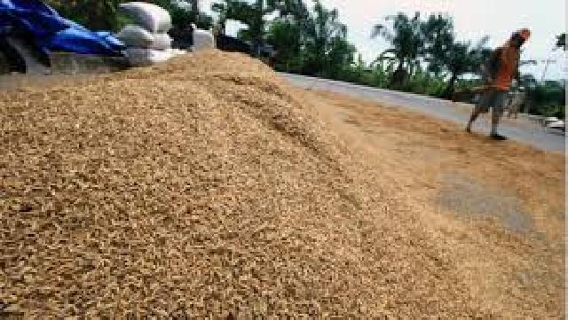 Mentan akan borong gabah petani yang sedang turun harga
