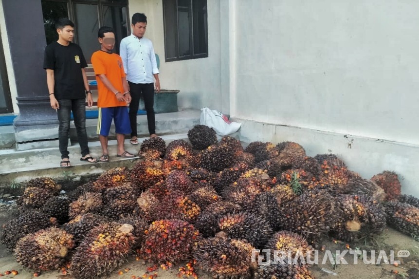 Sempat Lompat ke Sungai, Pelaku Pencurian Buah Kelapa Sawit di Rohil Ditangkap Polsek TPTM