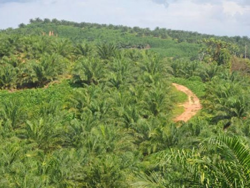 Pemerintah Wajib Lindungi Investasi Pelaku Usaha Perkebunan Sawit