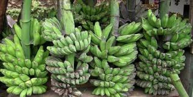 8 Hal yang terjadi pada tubuhmu saat makan pisang mentah tiap hari