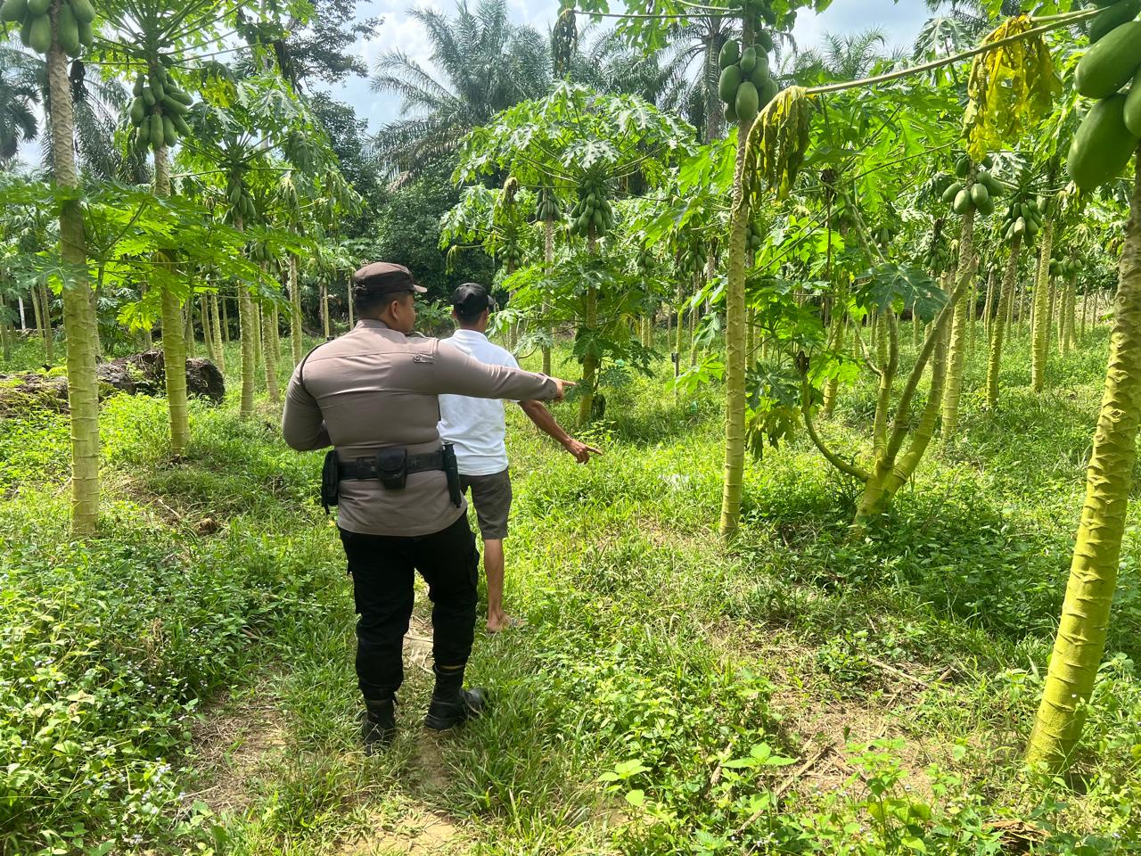 Gandeng Petani Polsek Bangko Pusako Dukungan Ketahanan Pangan