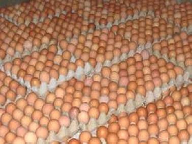 Pasca Flu Burung, Harga Telur Ayam Melambung