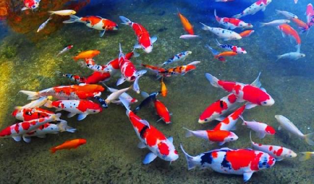 Ikan Hias Tak Hanya Hobi tapi Bisa Mendatangkan Rupiah