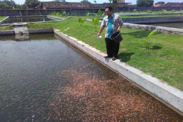 Bisnis ikan Nila? Datang dan belajar saja ke PBIAT Janti