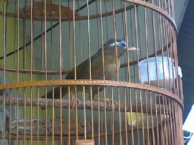 Curi 2 Ekor Burung dalam Sangkar, Sekuriti Dipenjara 5 Tahun