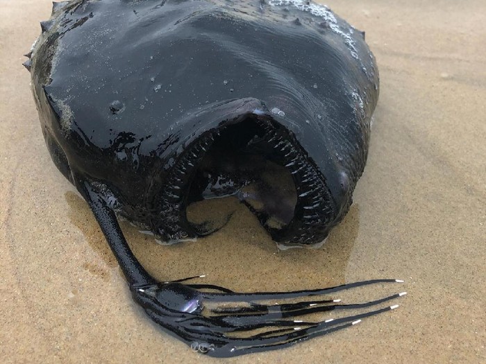 Heboh di Facebook, Ikan Monster Ditemukan di California