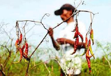 Dewan Minta Masyarakat Tanam Cabai