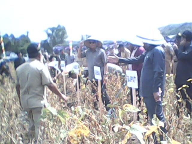 Wakil Menteri Pertanian Kunjungi Pidie Jaya