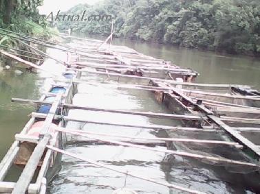 Pengusaha Kerambah Rantau Merangin Inginkan Perhatian Pemerintah