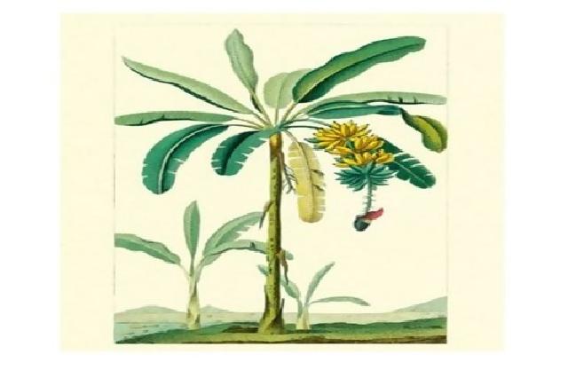 Mahasiswa UII sulap batang pisang jadi biohidrogen