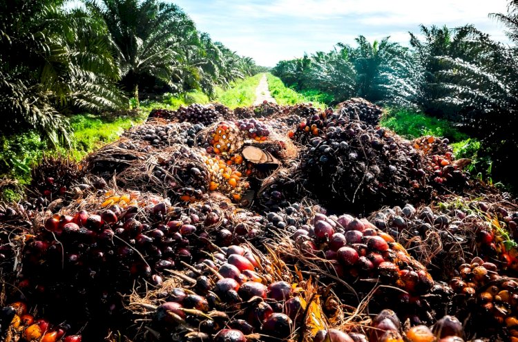 Hanya Enam Perusahaan Laporkan Harga Kernel di Riau, PT Inecda Turun Rp360