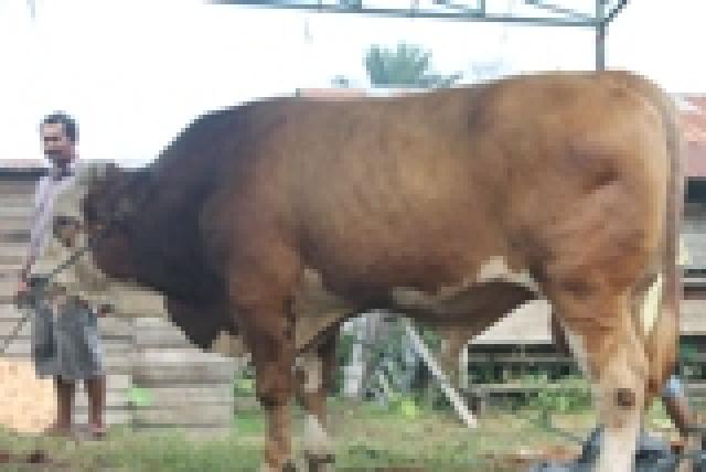 H. Fatullah Kurban Sapi 1,325 Ton di Kelurahan Pesisir