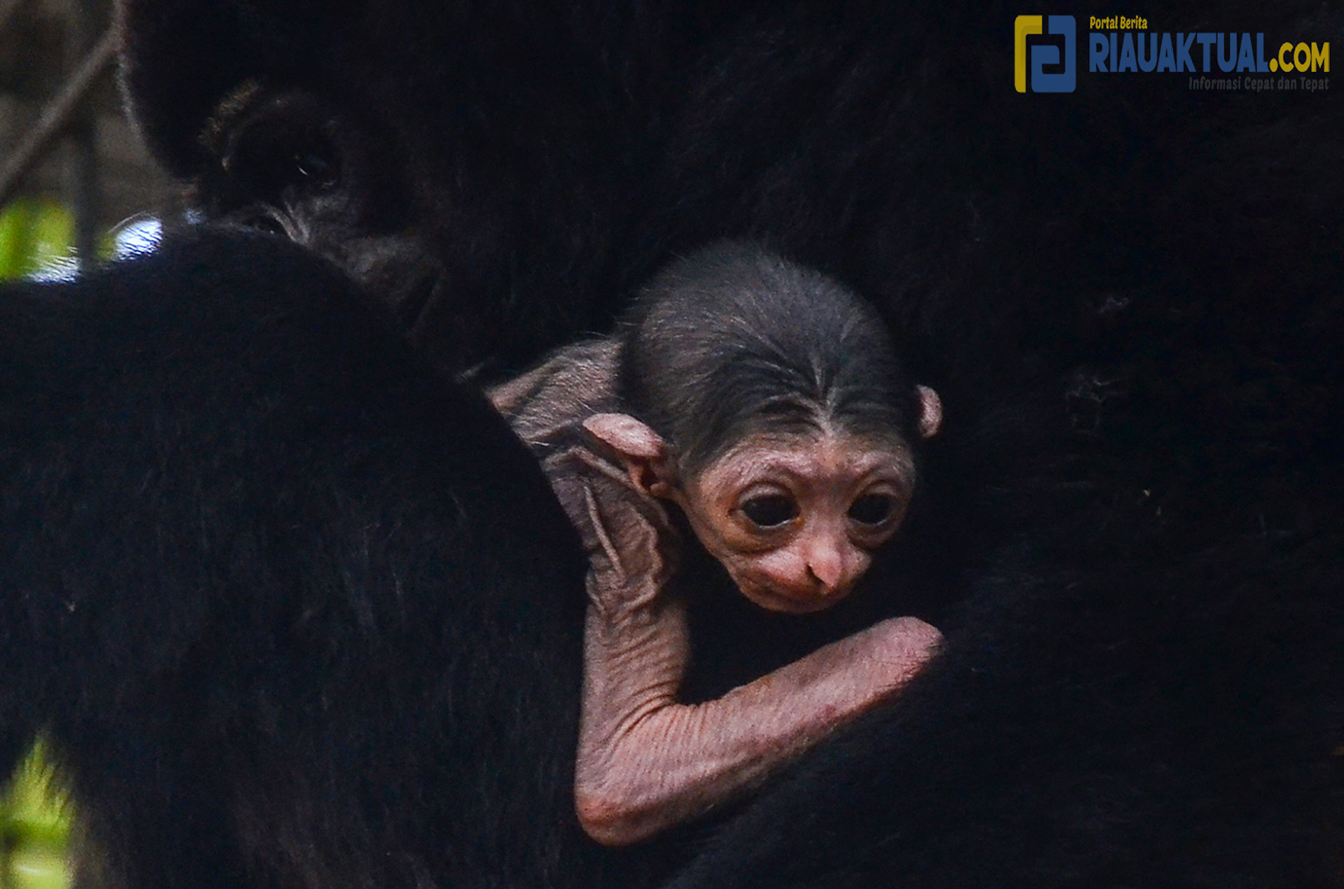 Penampakan Bayi Owa Ungko yang Lahir di Kandang Transit Balai Besar KSDA Riau  