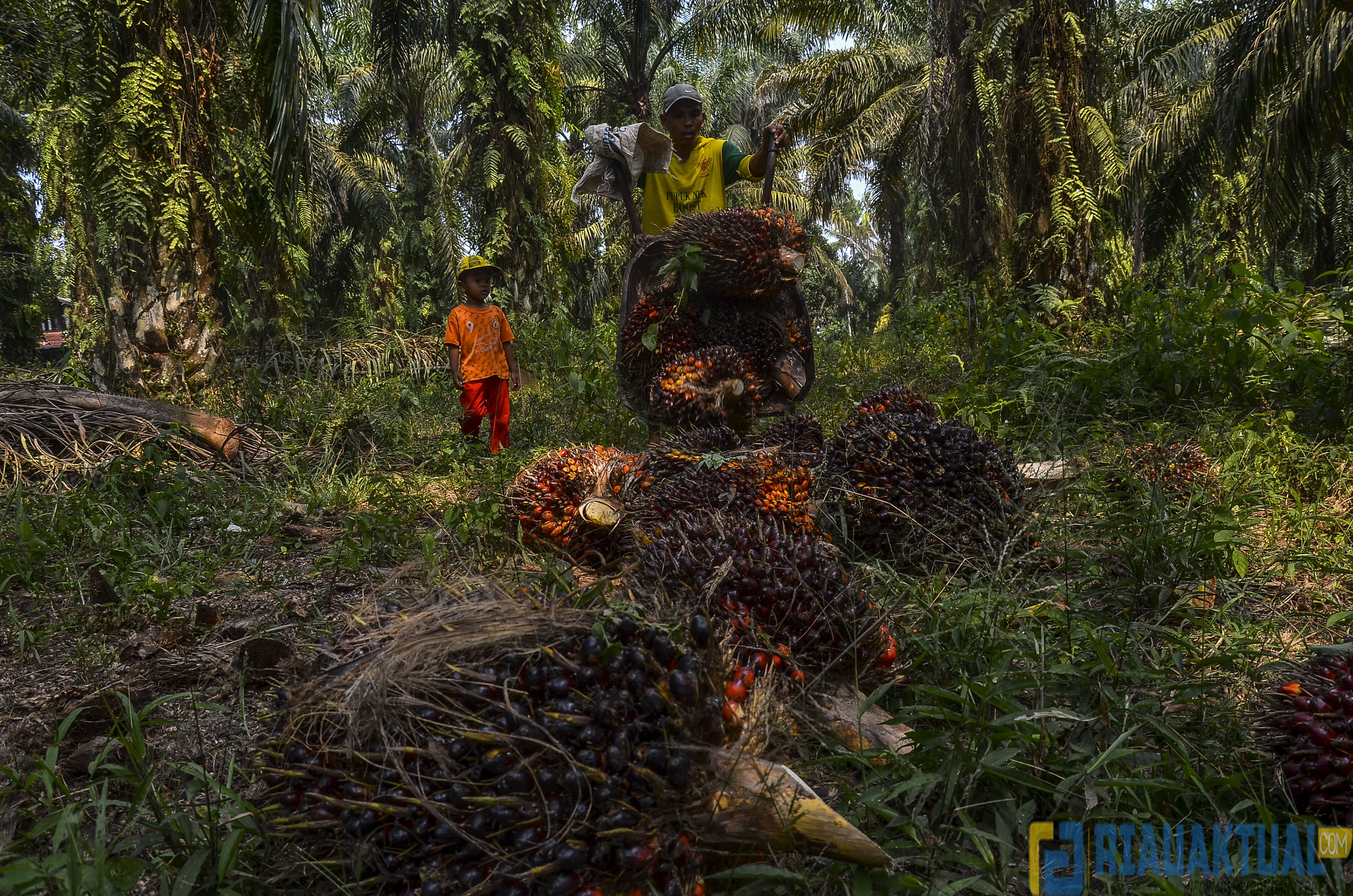 Panen TBS Kelapa Sawit