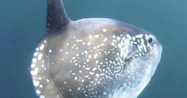 Wow! Ilmuwan Temukan Spesies Ikan Raksasa