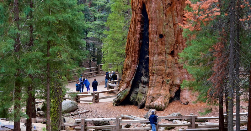 Ini Dia Pohon-pohon Raksasa di Dunia, Nomor Dua Ada di Indonesia