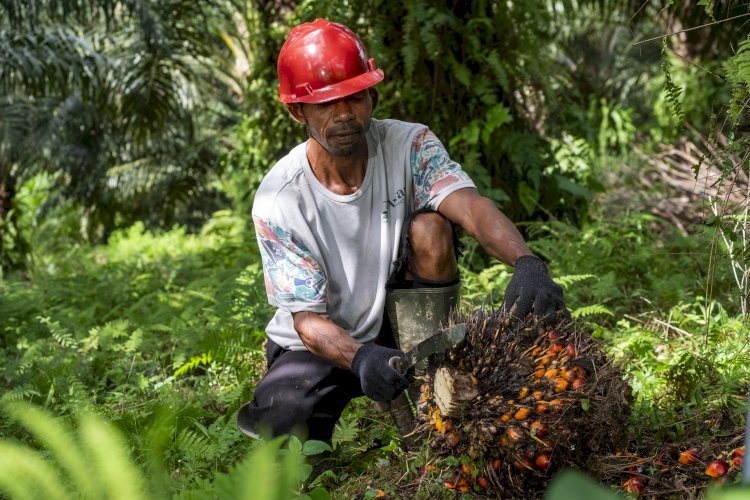 Produksi Sawit Sumut Anjlok 30 Persen Akibat Banjir