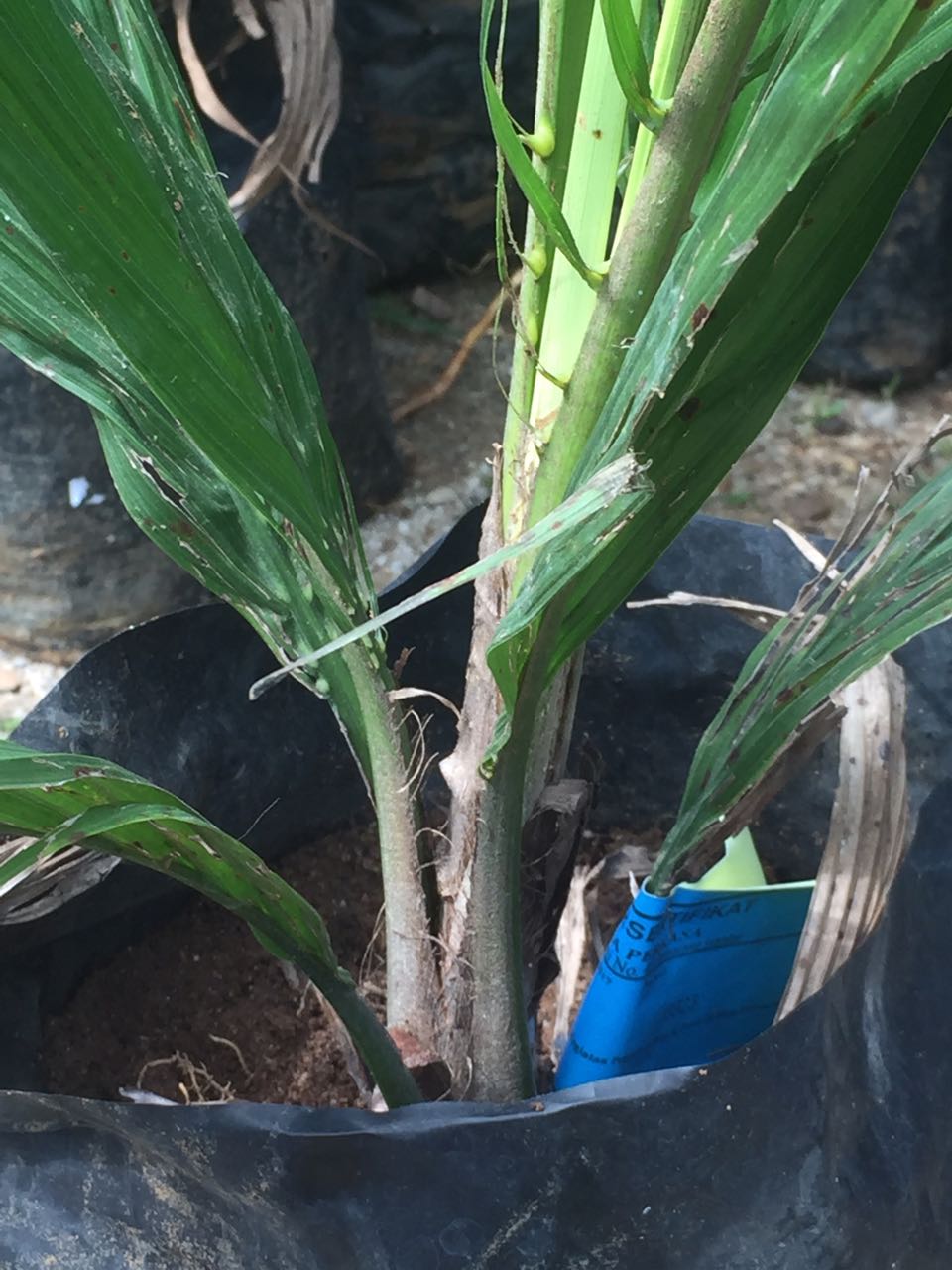 Komisi B DPRD Kuansing, Minta Dinas Pertanian Untuk Tidak Menerima Bibit Sawit yang Tidak Layak