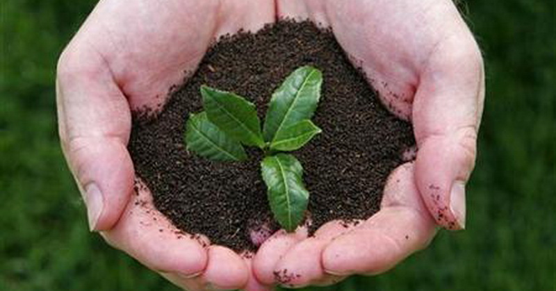 Lantunan Ayat Alquran Pengaruhi Pertumbuhan Tanaman, Nih Buktinya!