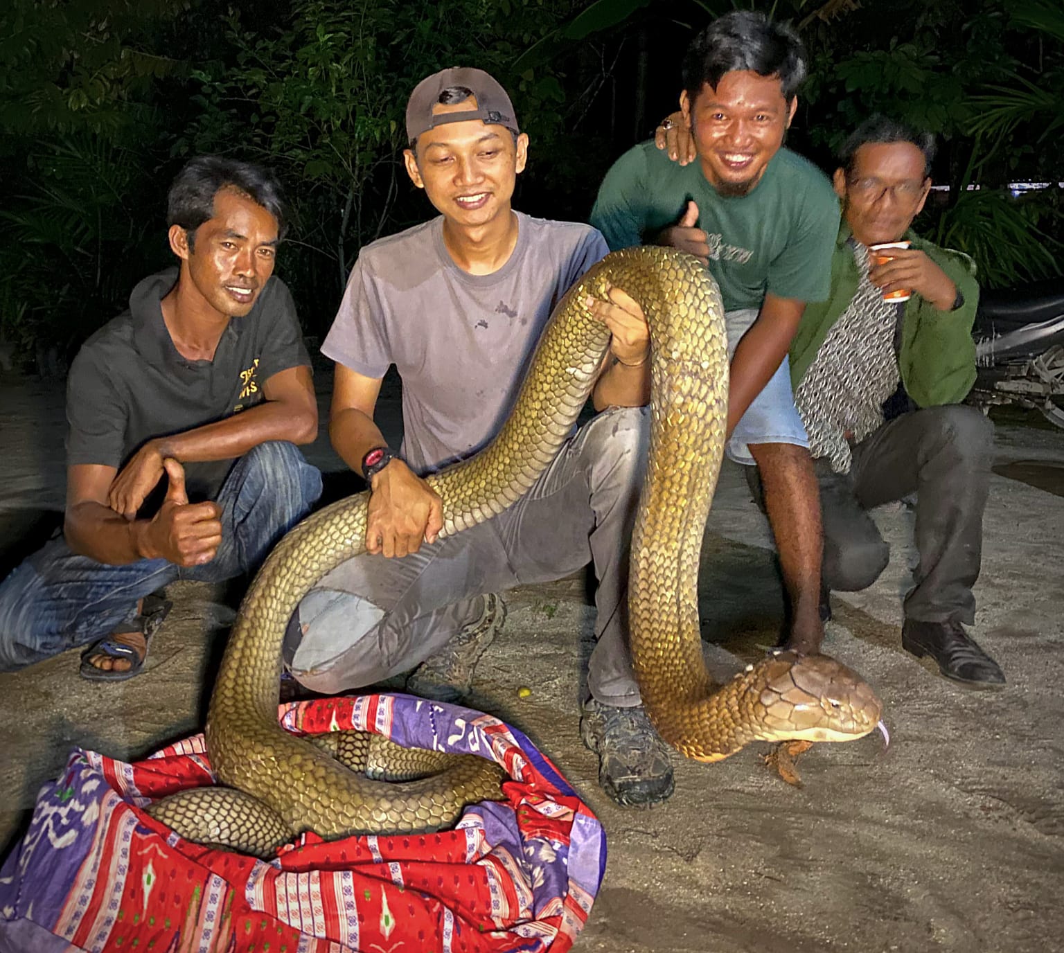 Heboh! King Cobra Raksasa Ditemukan Dekat Permukiman Warga di Kampar