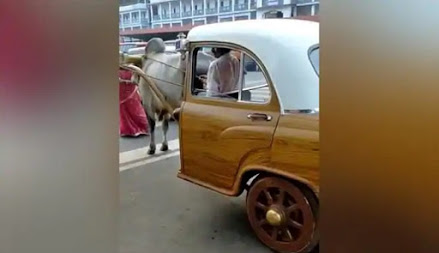 Video Viral Delman Sultan Ditarik Dua Sapi Berbentuk Mobil Klasik