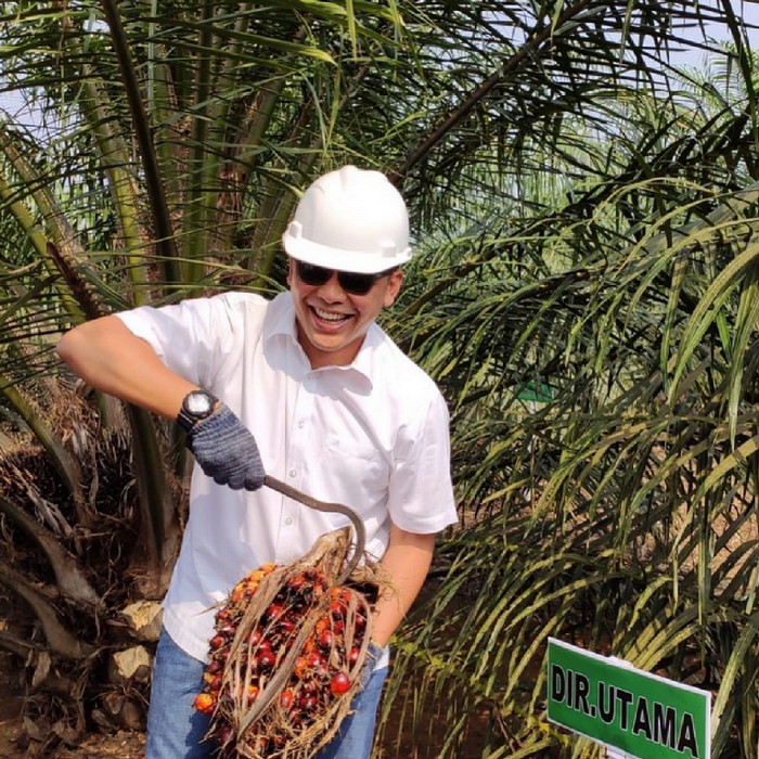 Ribuan Petani Mitra Peserta PSR PTPN V Segera Panen Perdana