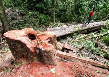 Hmmm !! Penebang Pohon di Pekanbaru Belum Bisa di Pastikan