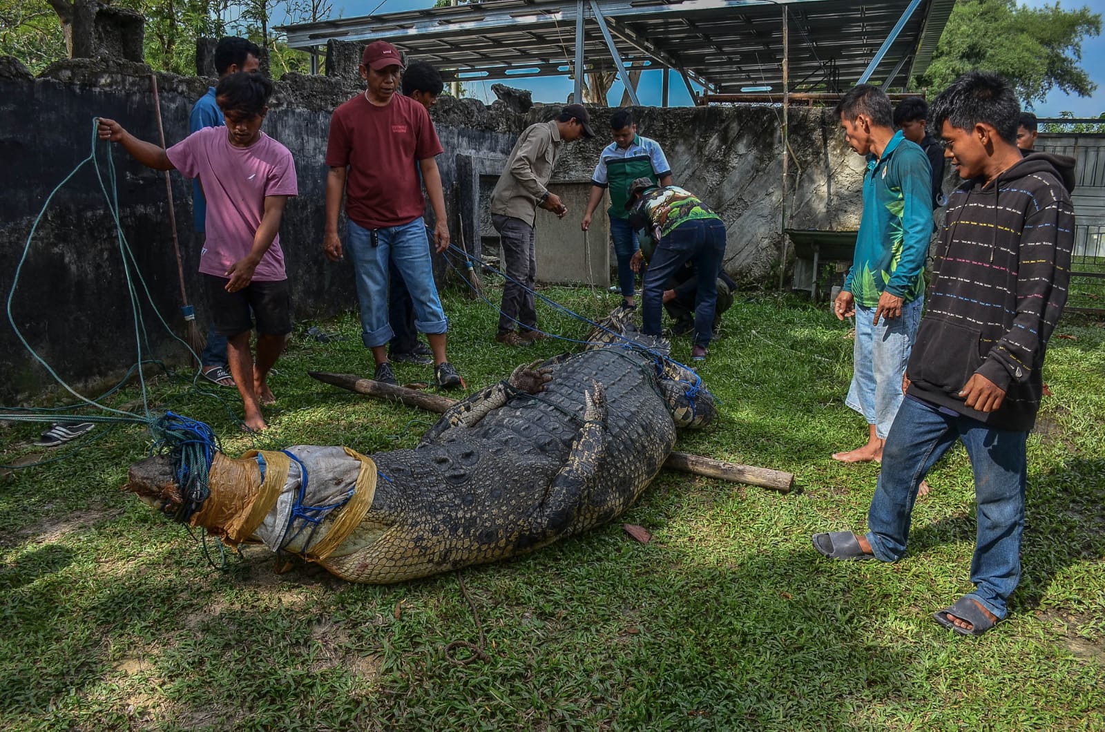 Buaya Muara 5 Meter Asal Sumatera Barat Dievakuasi ke Riau