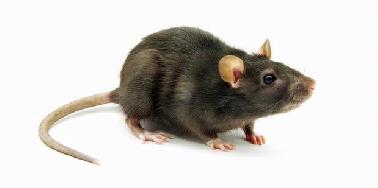 Di Israel, Tikus Jadi Pelacak BOM