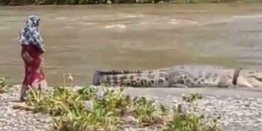 Sempat Viral, Buaya Berkalung Ban Kembali Muncul, Sosok Wanita Misterius Ini Coba Mendekati