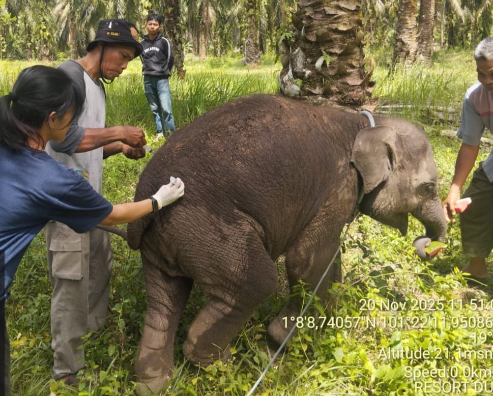 Terungkap, Virus EEHV Penyebab Kematian Gajah Laila di Riau