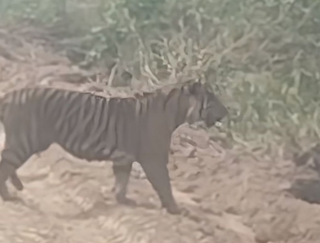 Harimau Sumatera Muncul di Jalur WIP Zamrud Siak