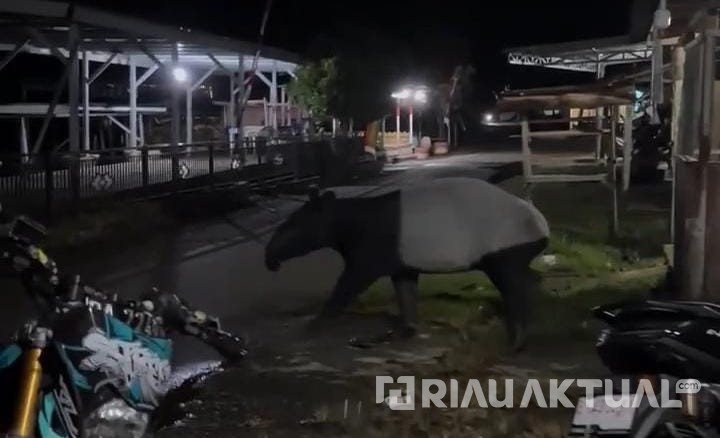 Tapir Langka Muncul di Permukiman Warga Sungai Soriak, Diduga Tersesat