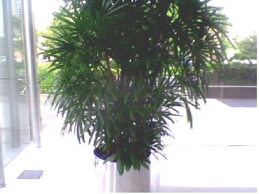 Pekanbaru Menuju Kota Tanaman Rhapis Menghijau