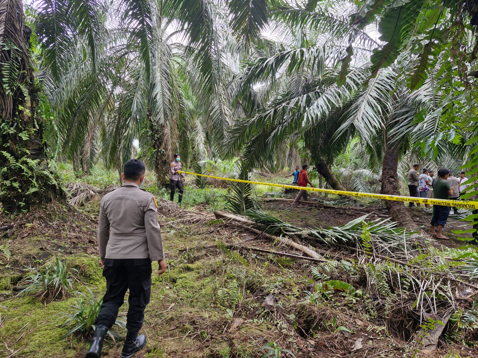 Geger, Warga Siak Temukan Tulang Belulang di Kebun Sawit