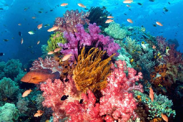 Indonesia Dinobatkan Sebagai Destinasi Selam Terbaik di Dunia