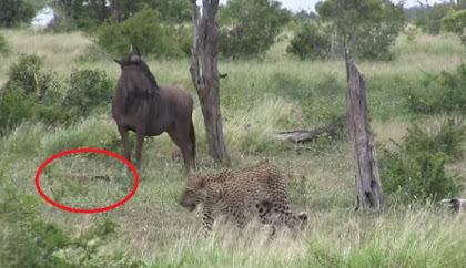 Mati-matian Induk Wildebeest Selamatkan Anaknya dari Macan Tutul