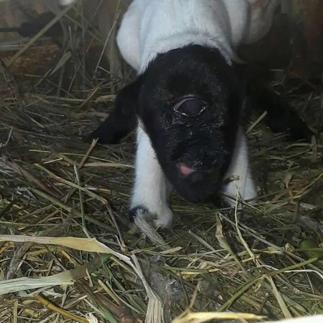 Domba Bermata Satu Hebohkan Warga Rempakbitung Sukabumi