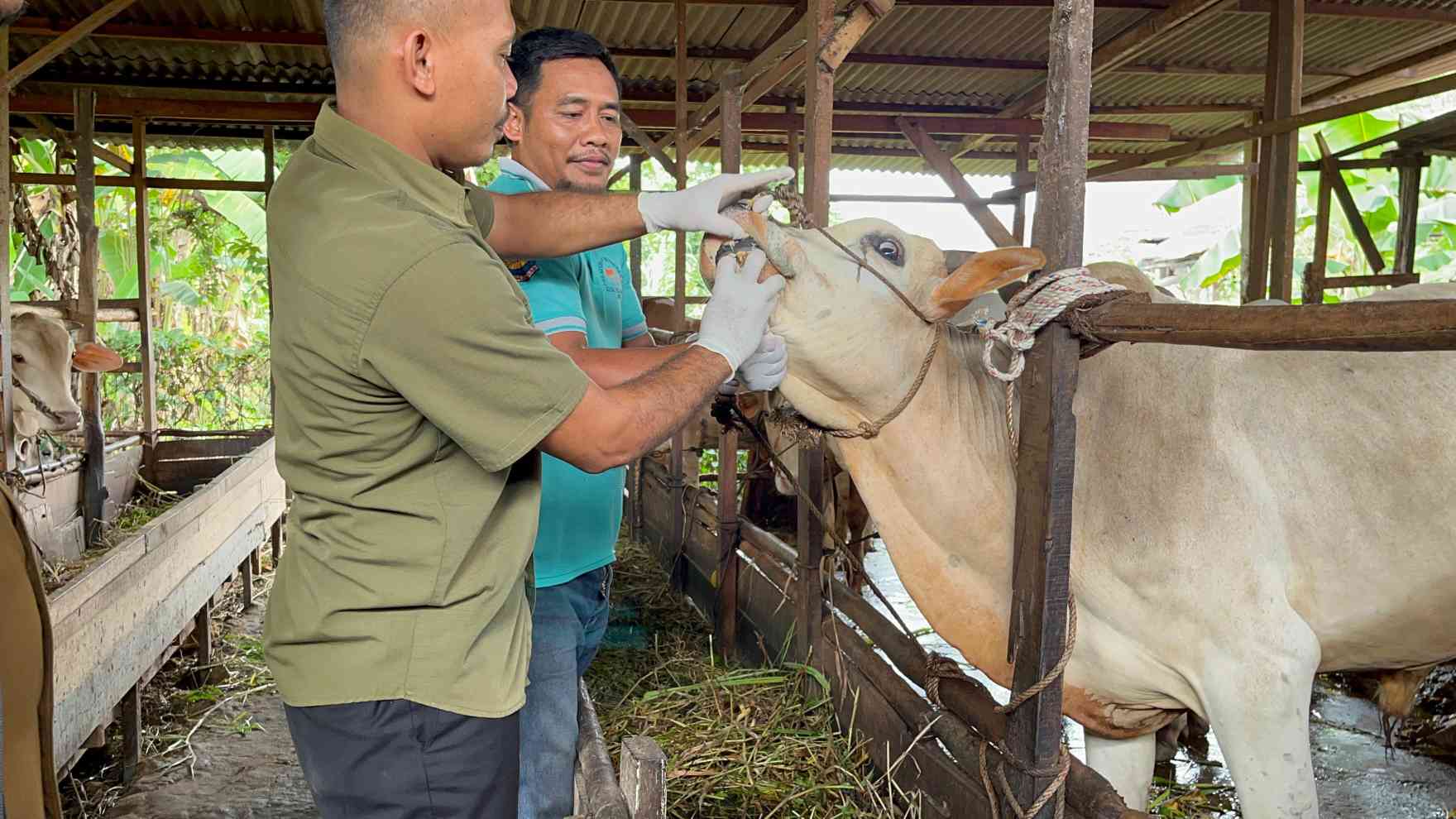 Jelang Idul Adha, Distankan Pekanbaru Mulai Periksa Kesehatan Hewan Kurban